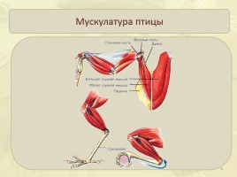 Опорно-двигательная система - Cкелет и мышцы птиц, слайд 6