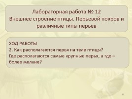 Общая характеристика класса - Среда обитания - Внешнее строение птиц, слайд 11