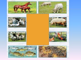 Окружающий мир 3 класс «Животноводство», слайд 11