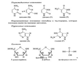 Нуклеиновые кислоты (органическая химия), слайд 11