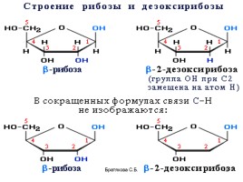 Нуклеиновые кислоты (органическая химия), слайд 12