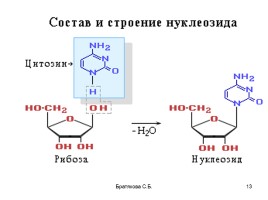 Нуклеиновые кислоты (органическая химия), слайд 13