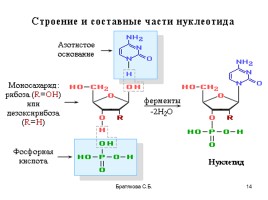 Нуклеиновые кислоты (органическая химия), слайд 14