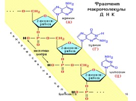 Нуклеиновые кислоты (органическая химия), слайд 16