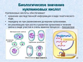 Нуклеиновые кислоты (органическая химия), слайд 22