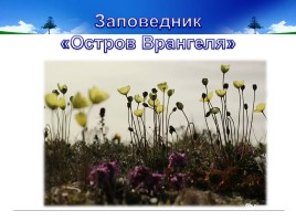 Заповедник «Остров Врангеля», слайд 15