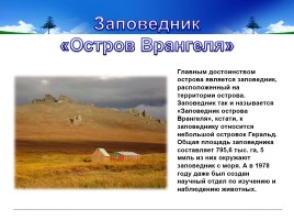 Заповедник «Остров Врангеля», слайд 6