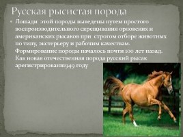 Какого цвета лошадь? - Значение слов, обозначающих масть лошадей, слайд 19