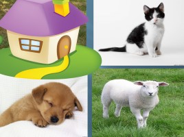 Игра для развития зрительного внимания и памяти «Домашние животные», слайд 10