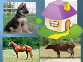 Игра для развития зрительного внимания и памяти «Домашние животные», слайд 12