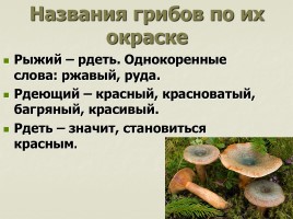 Происхождение названий грибов - Почему не иначе?, слайд 10