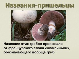 Происхождение названий грибов - Почему не иначе?, слайд 14