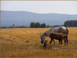 Концерт №1 Чайковский, слайд 29