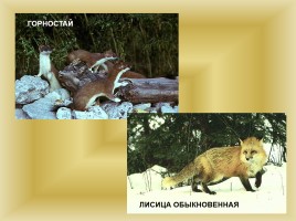 Животный и растительный мир Саратовской области, слайд 13