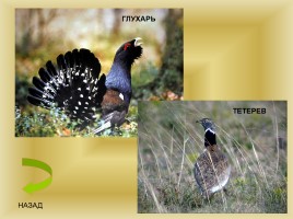 Животный и растительный мир Саратовской области, слайд 20