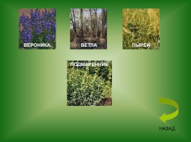 Животный и растительный мир Саратовской области, слайд 9