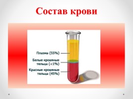 Кровеносная система, слайд 3