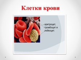 Кровеносная система, слайд 4