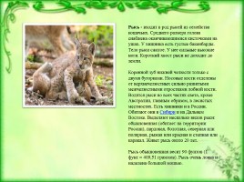 Животный мир Сибири, слайд 5