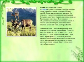 Животный мир Сибири, слайд 6