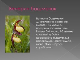 Семейство орхидейные, слайд 2