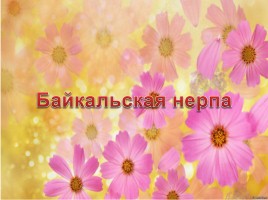 Байкальская нерпа, слайд 1