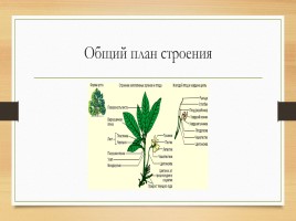 Покрытосеменные растения, слайд 18