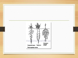 Покрытосеменные растения, слайд 24