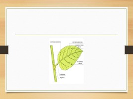 Покрытосеменные растения, слайд 29