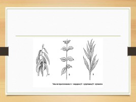 Покрытосеменные растения, слайд 30
