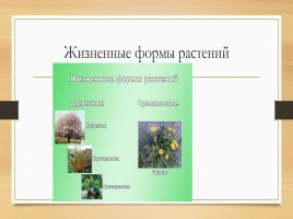 Покрытосеменные растения, слайд 9