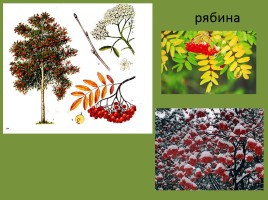Урок окружающего мира 3 класс «Смешанные леса России», слайд 15