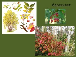 Урок окружающего мира 3 класс «Смешанные леса России», слайд 17