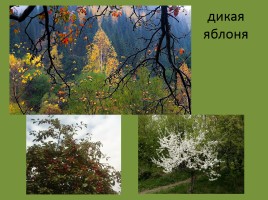Урок окружающего мира 3 класс «Смешанные леса России», слайд 18