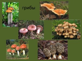 Урок окружающего мира 3 класс «Смешанные леса России», слайд 21