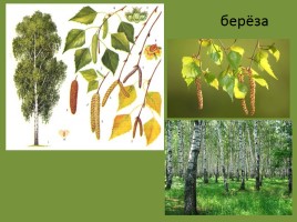 Урок окружающего мира 3 класс «Смешанные леса России», слайд 8