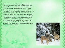 Животные Сибири, слайд 2