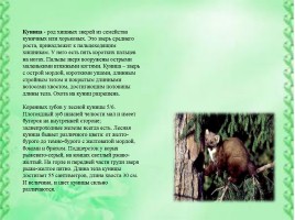 Животные Сибири, слайд 4