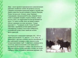 Животные Сибири, слайд 5