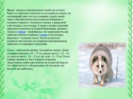 Животные Сибири, слайд 6