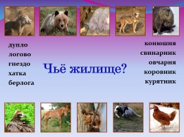 Окружающий мир 2 класс «Дикие и домашние животные», слайд 20