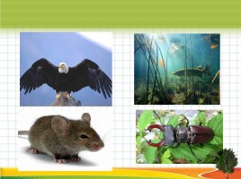 Окружающий мир 1 класс «Кто такие звери?», слайд 12