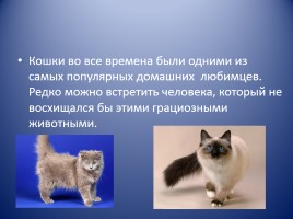 Кошки, слайд 2