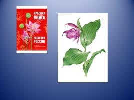 Растения красной книги, слайд 1