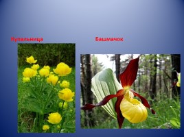 Растения красной книги, слайд 4