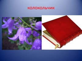 Растения красной книги, слайд 9