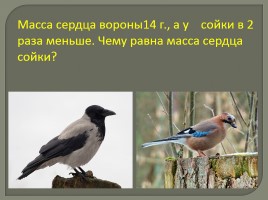 Урок по математике 3 класс «Зимующие птицы», слайд 3