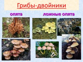Ядовитые и съедобные грибы, слайд 10
