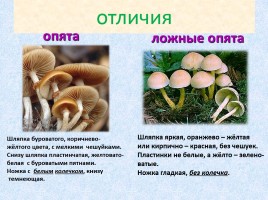 Ядовитые и съедобные грибы, слайд 11