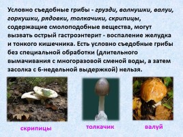 Ядовитые и съедобные грибы, слайд 32